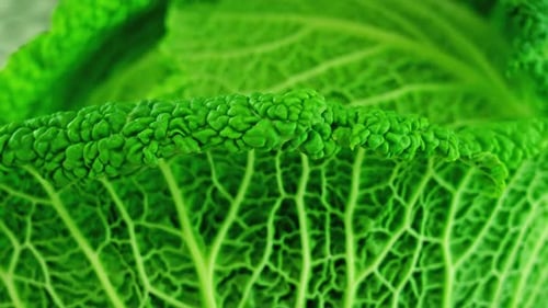 Tasty Green Leaves of Cabbage