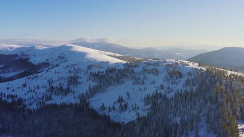 High Snowy Mountain Covered with Evergreen Fir Trees on a Sunny Cold Day