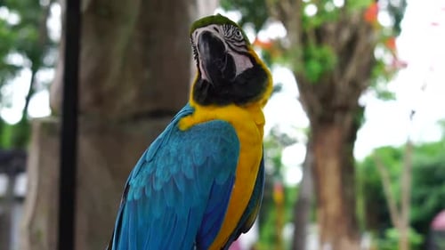 Macaw Bird