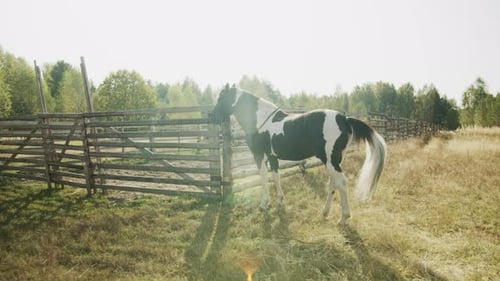 Ein Pferd, das an einen Holzzaun gebunden ist, steht in den Strahlen der untergehenden Sonne vor dem Hintergrund des