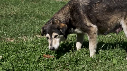 A Dog Standing on Grass