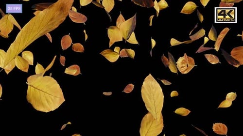 Realistic Falling Autumn Leaves Overlay Animation