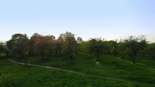 Beautiful Top View of Green Forest and Grass with Path