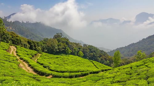Plantation de thé de montagne à Munnar, Kerala, Inde