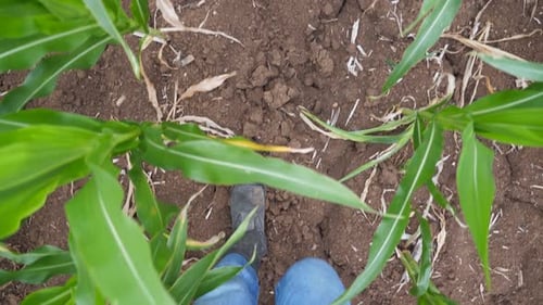 Point of View Male Feet in Boots Stepping Through the Corn Stalks on the Field at Organic Farm. Legs
