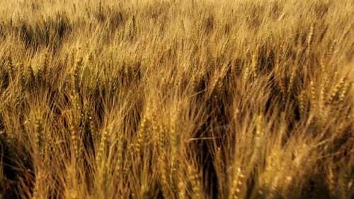 Macro of Wheat Ears in Wind