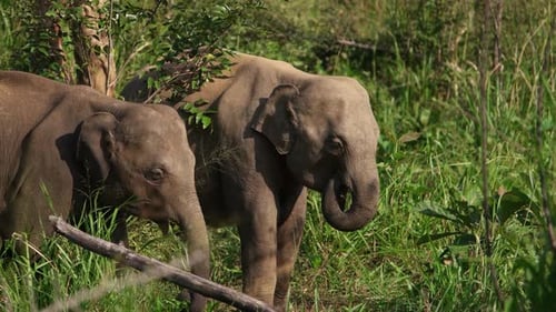 Elephants in Sri Lanka