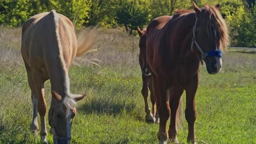 Beautiful Horses Graze Pinching Grass