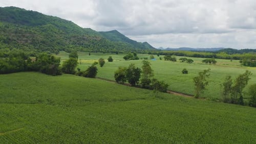 Aerial top view of grass and crops field with green Mountain hill in agriculture concept