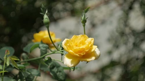Vibrant Yellow Rose in Close-Up with Bokeh