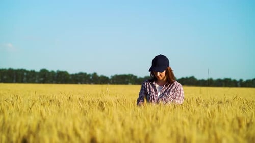 Female agronomist examining wheat ears in field in summer