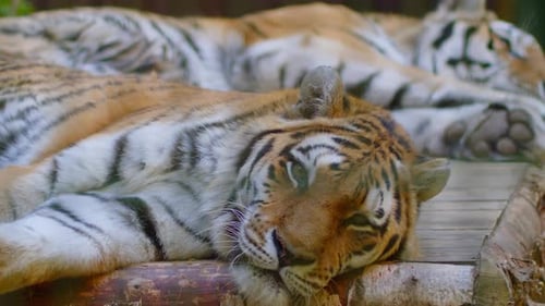 Two Magnificent Tigers Resting on a Wooden Platform