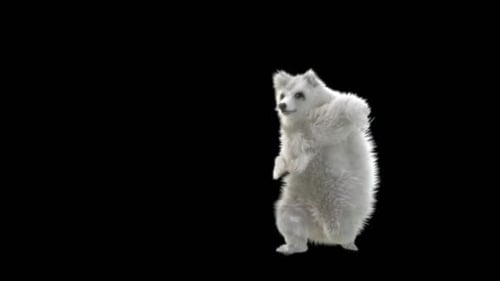140 Weißer Bär Tanzen HD