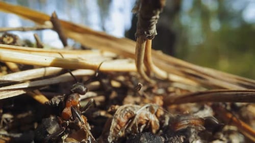 Ants Crawling Over Twigs and Debris in Forest