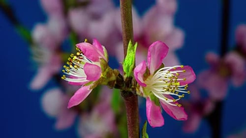Pink Flower Blooming in Time Lapse