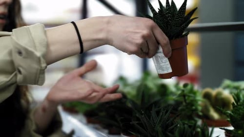 Selection of Plants in the Store