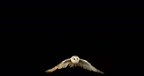 Barn Owl, tyto alba, Adult in flight, Normandy in France, Slow Motion 4K