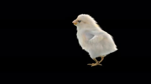 Realistic White Baby Chick Walking Animation