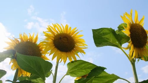 Sonnenblume im Feld und Biene kriechen darauf auf Himmelshintergrund Closeup