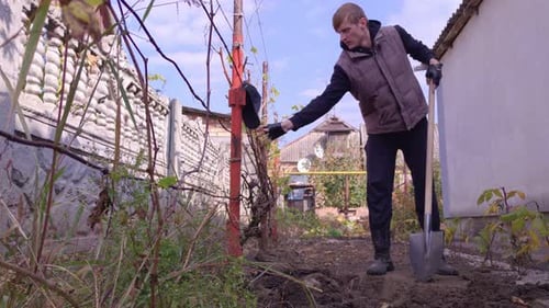A Man Digs In A Vegetable Garden