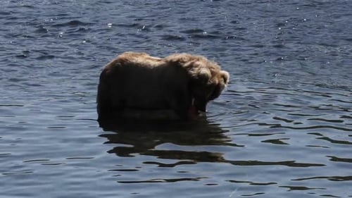 a brown bear in Alaska