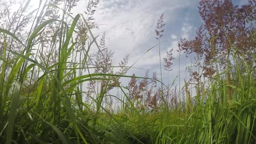 Tall Field Grass In Good Weather In Summer, Motion