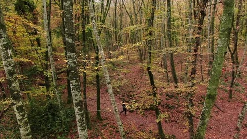 Hiker Man Walking Through the Forest in Autumn