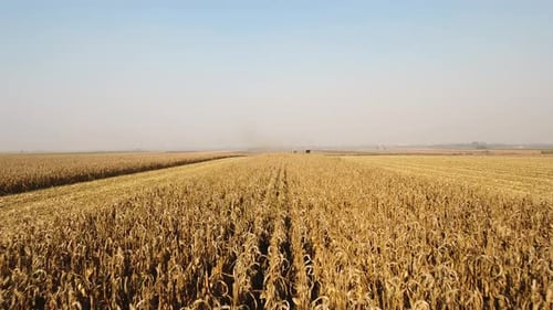 Corn Field