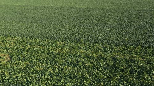 Cabbage Plantation in the Field. Vegetables Grow in a Rows