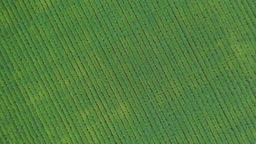 Rotating aerial view over grassy farm field