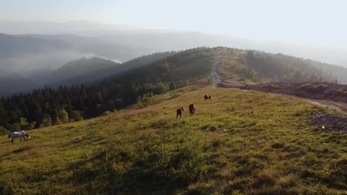 Wildpferde laufen. Pferdeherde, die im Hintergrund auf den Steppen laufen