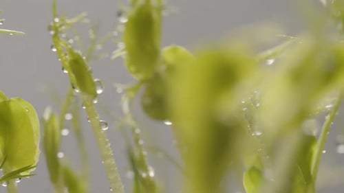 Macro Shot of Fresh Seedlings with Water Droplets