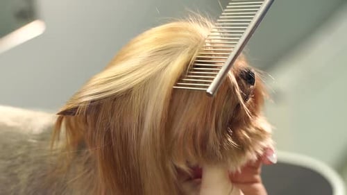 Nahaufnahme eines professionellen Groomers, der den kleinen Yorkshire Terrier kämmt.