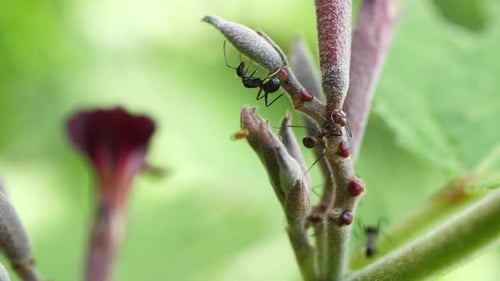 Viele schwarze Ameisen suchen nach Blumen