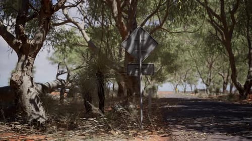 Outback Road with Dry Grass and Trees