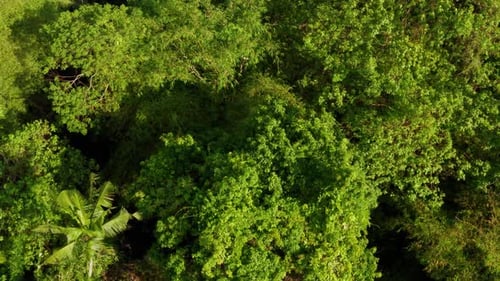 Aerial View of Tropical Forest Canopy
