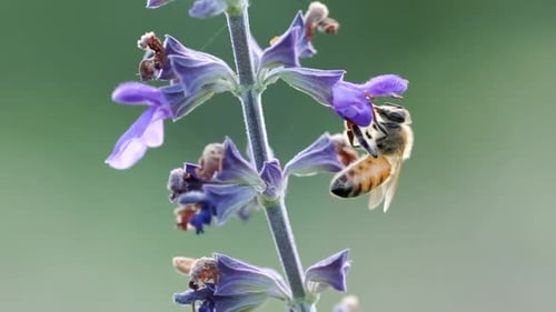 Bee Collecting Pollen from Purple Flower, Macro Shot