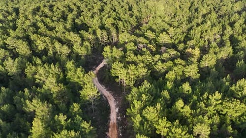 Road in the forest high in the mountains
