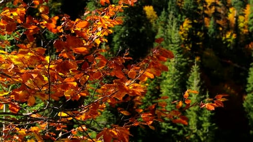 Arbres d'automne