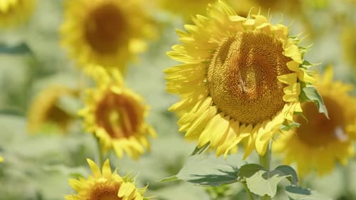 Beautiful Natural Plant Sunflower In Sunflower Field In Sunny Day 05
