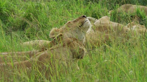 Lions Resting Peacefully in Tall Grass