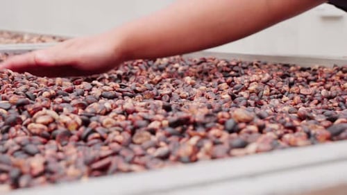 Sorting Coffee Beans on a Metal Tray