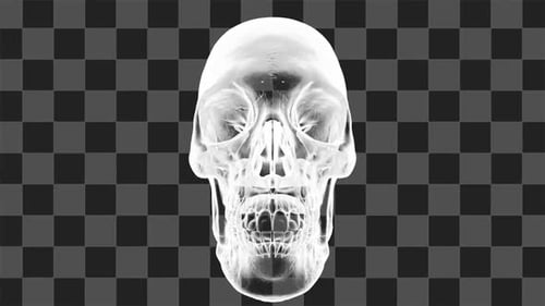 X Ray Skull Rotating Loop
