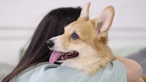 Dog Hugging Woman Comfortably Indoors