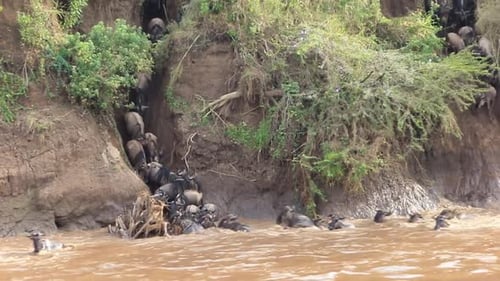 Complete confusion as Wildebeest approach the muddy Mara River, Kenya