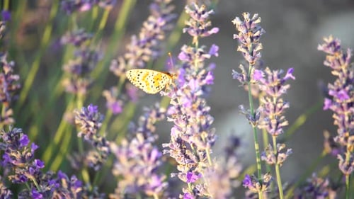 Papillon en gros plan sur une fleur de lavande au coucher du soleil