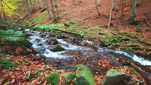 Mountain River with Autumn Logs and Leaves