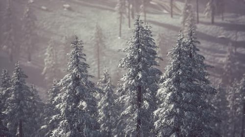 Winter Snow Forest Pine Trees Scenic View