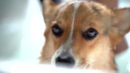 perro corgi bañándose mirando a la cámara
