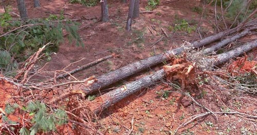 A Landscape of a Construction Site That is Whose Roots Have Been Trees Uprooted is Clear for the